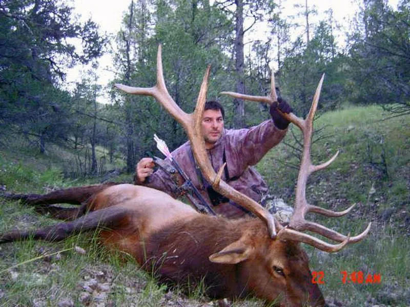 Trophy bull elk in the Gila National Forest